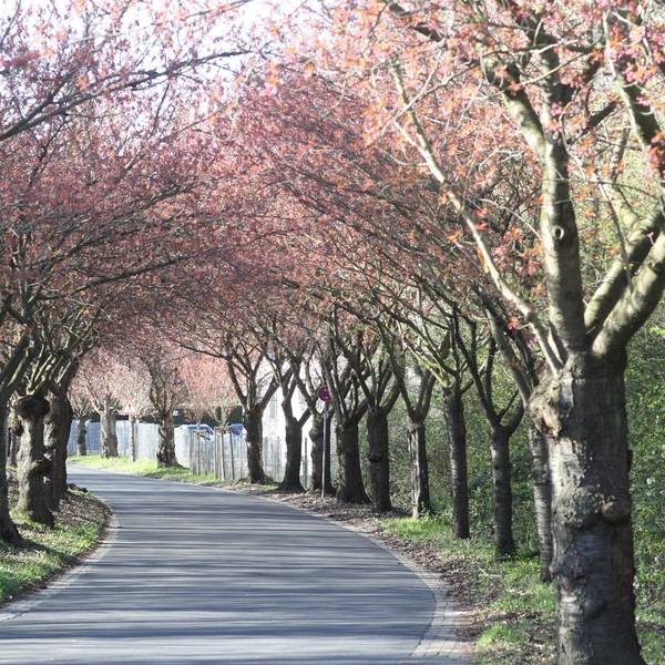 In den Startlöchern stehen die Blüten an den 83 Kirschblüten-Bäumen an der Premnitzer Straße in Lülsdorf.