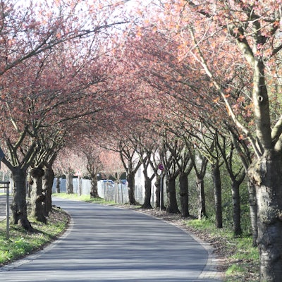 In den Startlöchern stehen die Blüten an den 83 Kirschblüten-Bäumen an der Premnitzer Straße in Lülsdorf.