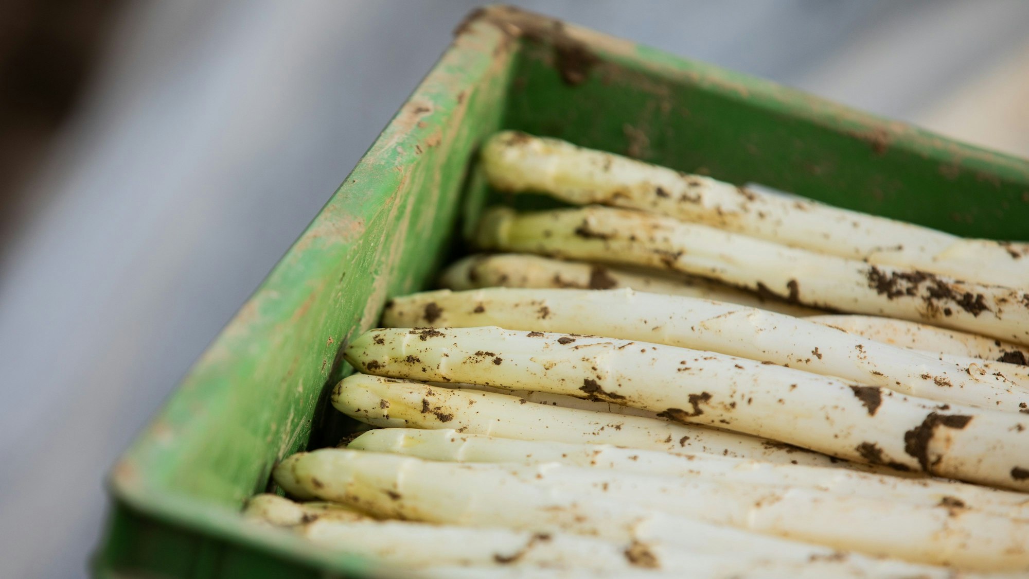 Spargelstangen liegen in einer Kiste auf einem Spargelfeld von Spargelbauer Nagelschmitz bei Elsdorf