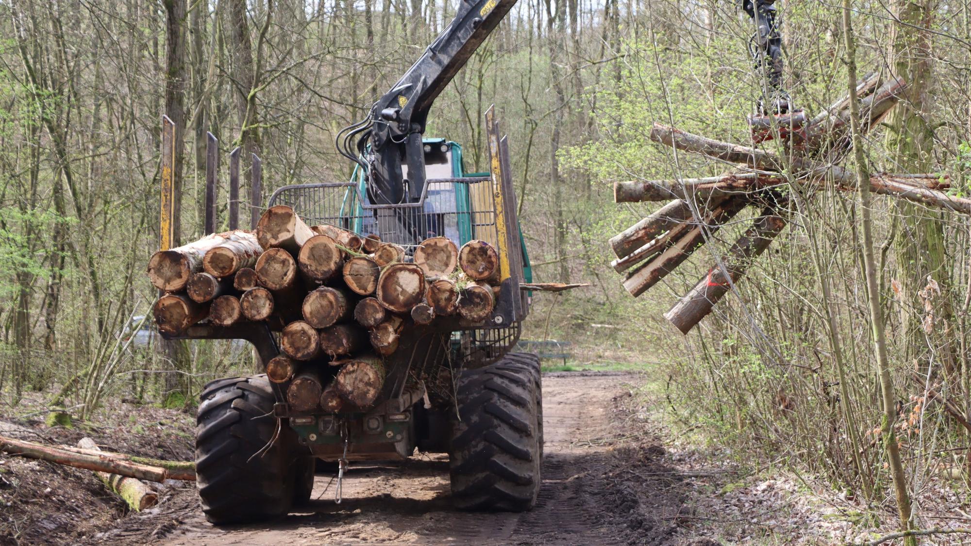 Auf dem Foto ist zu sehen, wie Baumstämme im Wald aufgelesen werden.