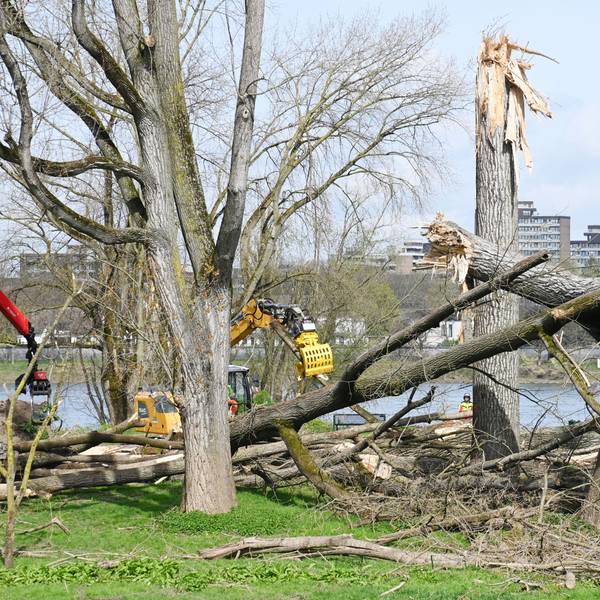 25.03.2024 Köln. In Rodenkirchen werden Sturmschäden beseitigt. Dort waren im Dezember 2023 zahlreiche Bäume umgeknickt. Nun sollen Forstgroßmaschinen aufräumen, die Stadt erwartet Flurschäden. Foto: Alexander Schwaiger