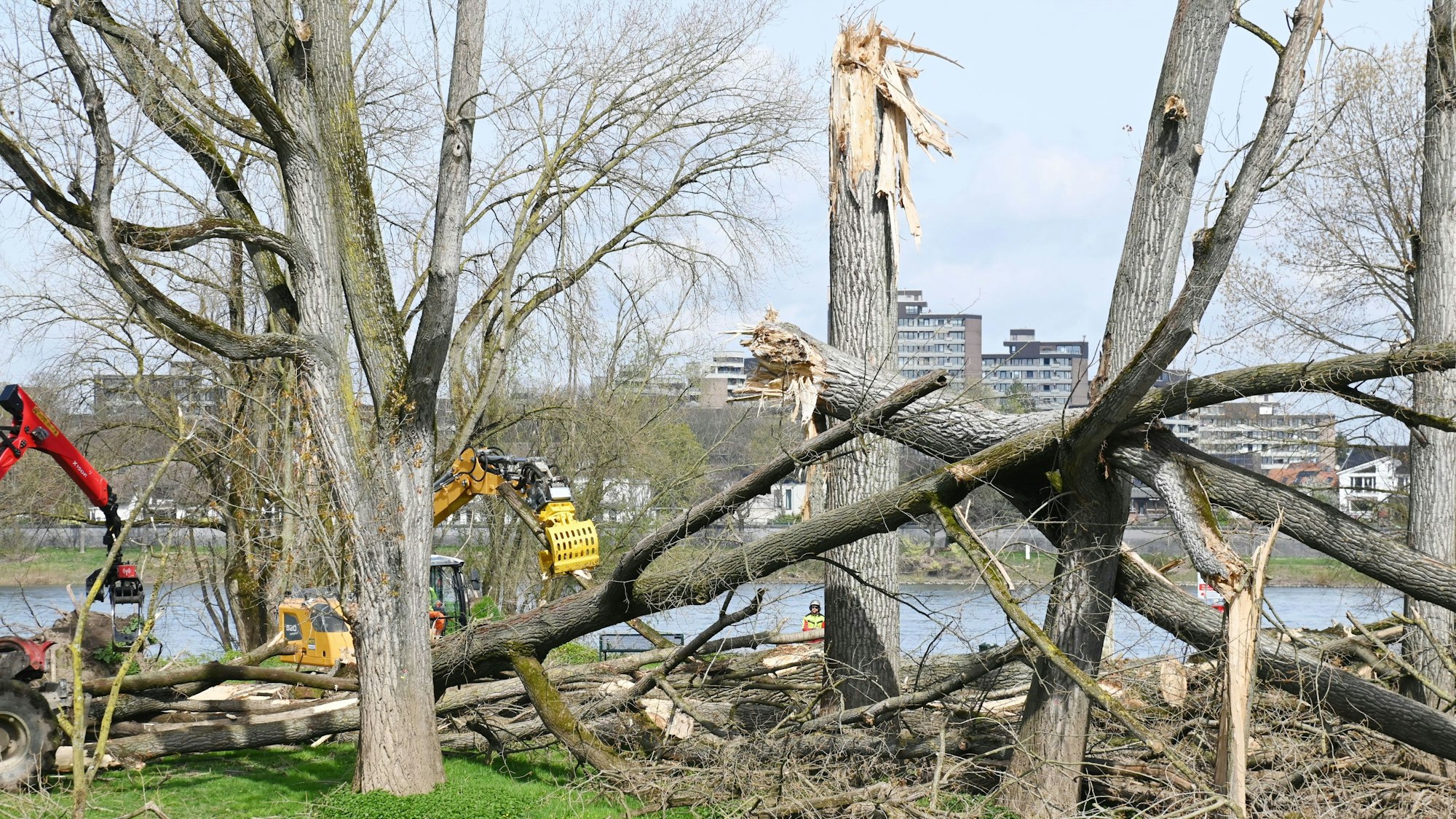 25.03.2024 Köln. In Rodenkirchen werden Sturmschäden beseitigt. Dort waren im Dezember 2023 zahlreiche Bäume umgeknickt. Nun sollen Forstgroßmaschinen aufräumen, die Stadt erwartet Flurschäden. Foto: Alexander Schwaiger