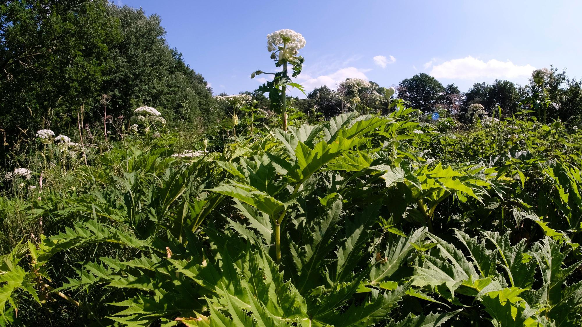 Pflanzen mit weißen Blüten