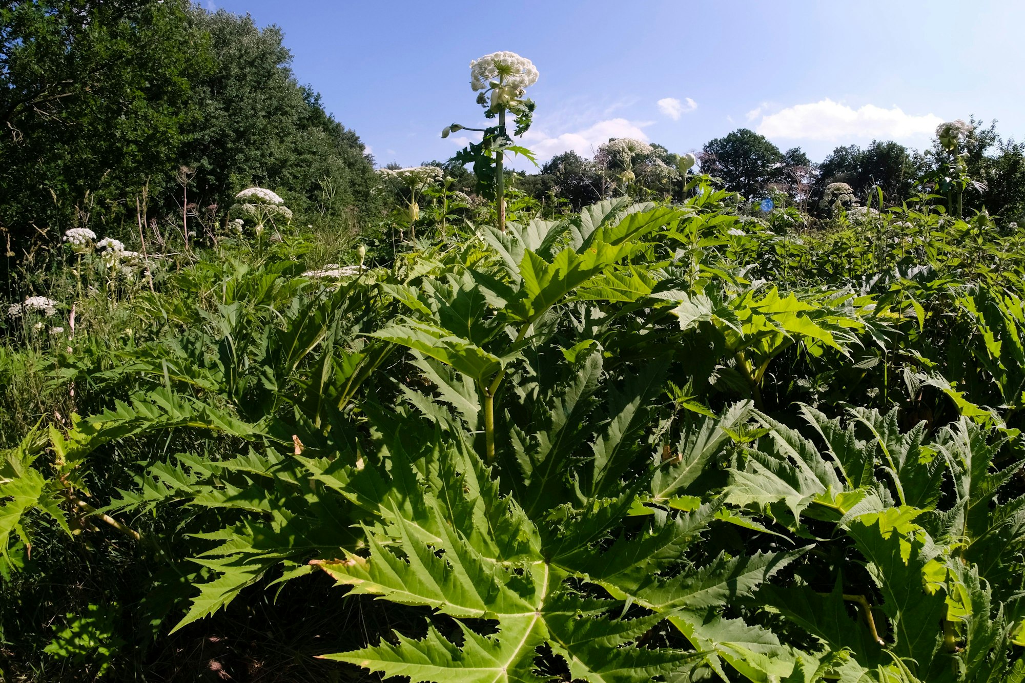 Riesenbärenklau mit Blüte auf einer Wiese an einem sonnigen Tag.