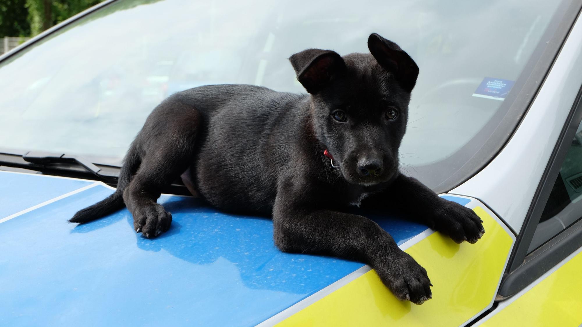 Polizeihund Paulchen als Welpe auf der Motorhaube eines Streifenwagens.