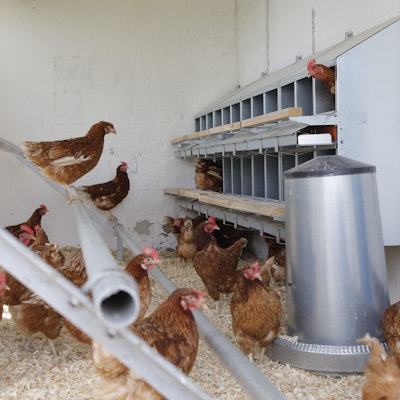 Blick in einen Container, der zum Hühnerstall umgebaut wurde.