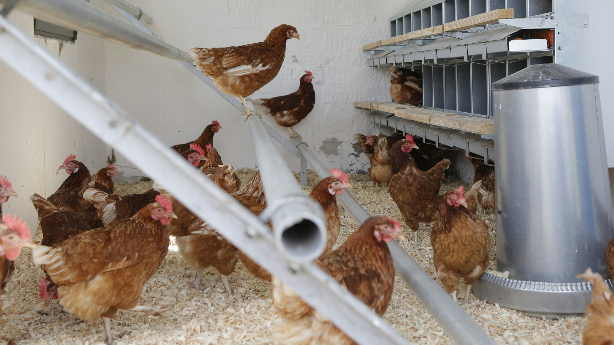 Blick in einen Container, der zum Hühnerstall umgebaut wurde.