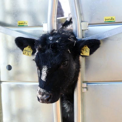 Ein Rind steckt in der Durchtriebfalle der mobilen Schlachteinheit, die auf Gut Fahrenbach vorgestellt wurde.
