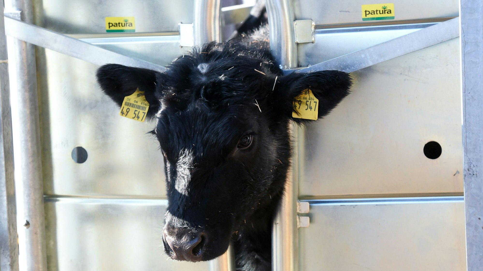 Ein Rind steckt in der Durchtriebfalle der mobilen Schlachteinheit, die auf Gut Fahrenbach vorgestellt wurde.