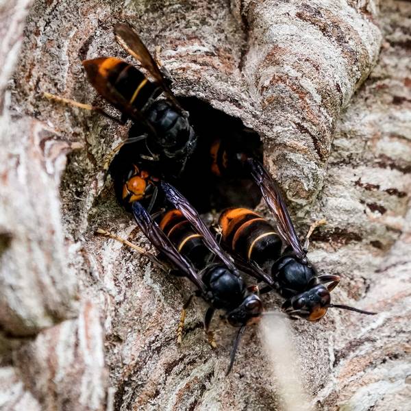 ARCHIV - 27.08.2021, Hamburg: Asiatische Hornissen (Vespa velutina nigrithorax) sammeln sich an einem Ausgang ihres Nestes. Die Asiatische Hornisse breitet sich immer weiter in Baden-Württemberg aus. Mehr als 260 Nester wurden nach Angaben des Umweltministeriums in diesem Jahr im Südwesten gezählt. (zu dpa: «Asiatische Hornisse breitet sich aus: Was bedeutet das für die Natur?») Foto: Axel Heimken/dpa +++ dpa-Bildfunk +++