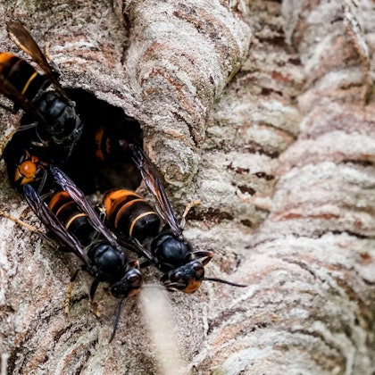 ARCHIV - 27.08.2021, Hamburg: Asiatische Hornissen (Vespa velutina nigrithorax) sammeln sich an einem Ausgang ihres Nestes. Die Asiatische Hornisse breitet sich immer weiter in Baden-Württemberg aus. Mehr als 260 Nester wurden nach Angaben des Umweltministeriums in diesem Jahr im Südwesten gezählt. (zu dpa: «Asiatische Hornisse breitet sich aus: Was bedeutet das für die Natur?») Foto: Axel Heimken/dpa +++ dpa-Bildfunk +++