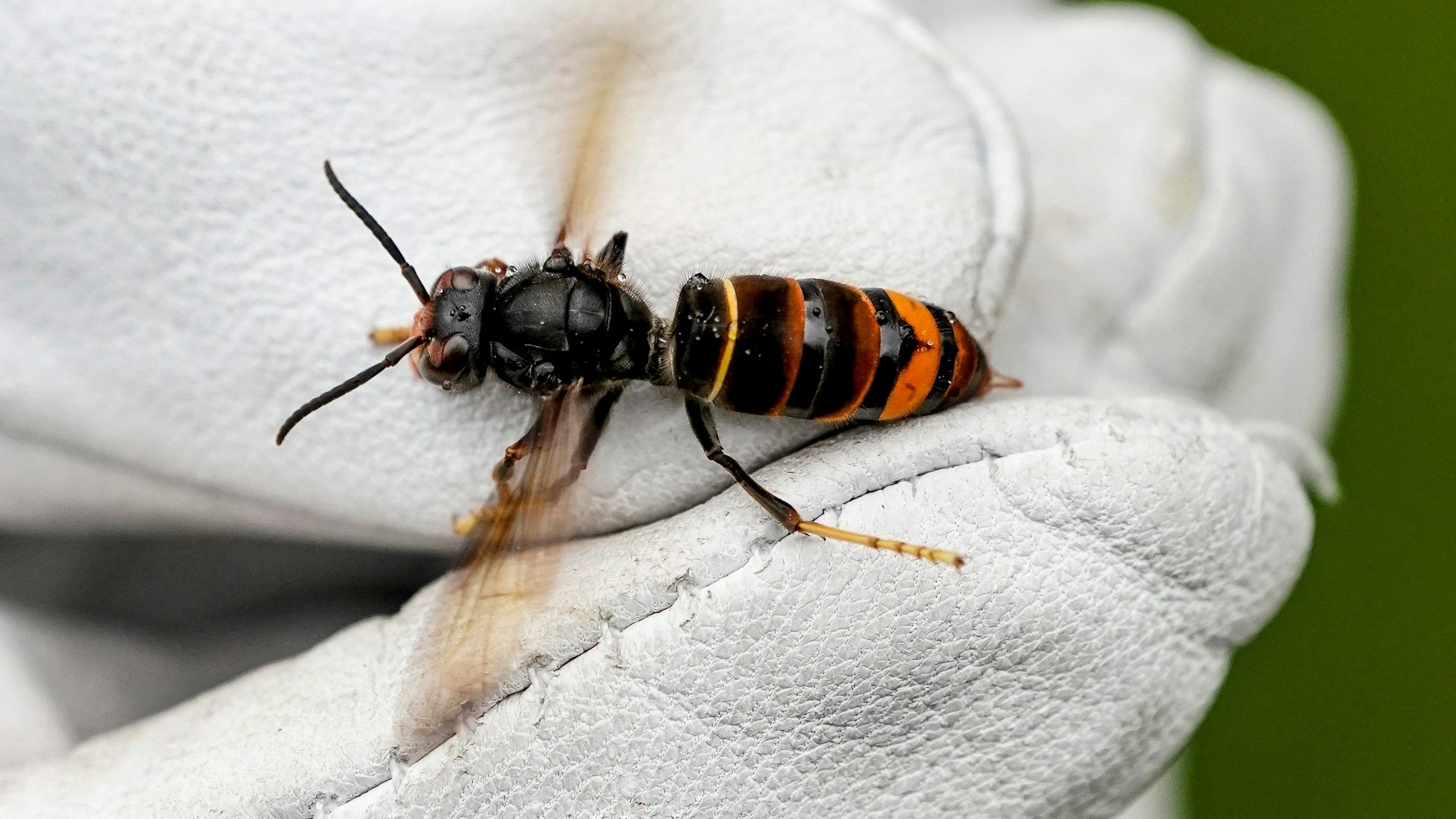 Asiatische Hornisse (Vespa velutina)