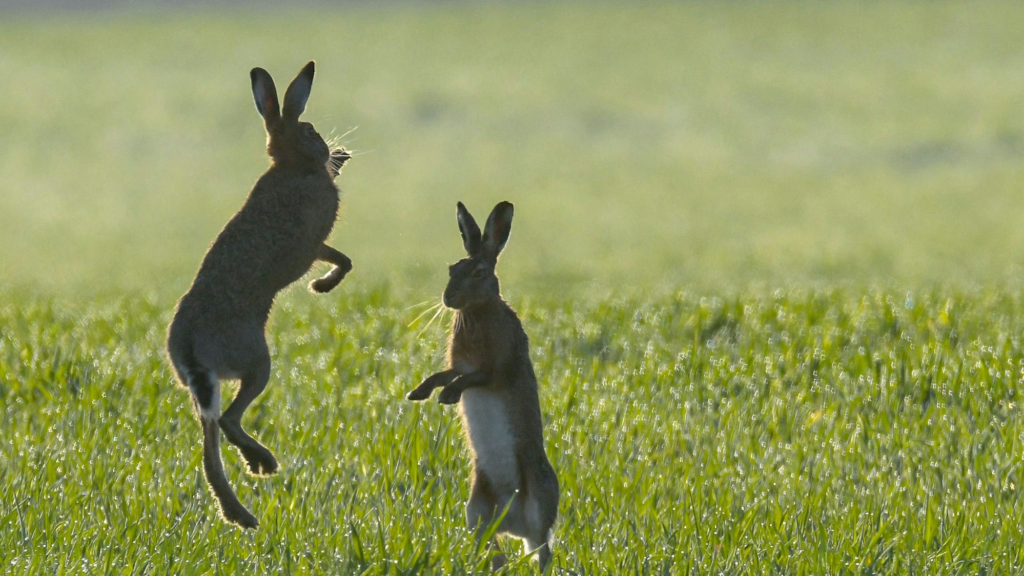 Zwei Feldhasen kämpfen miteinander in einem vom Morgentau nassen Getreidefeld.