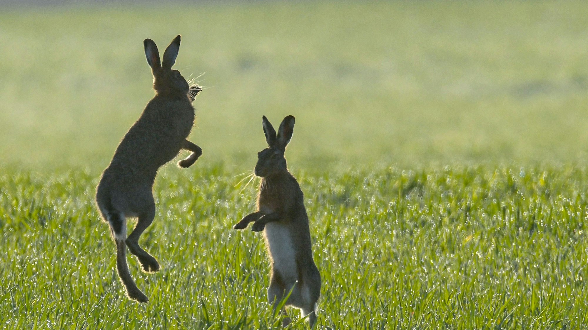 Zwei Feldhasen kämpfen miteinander in einem vom Morgentau nassen Getreidefeld.