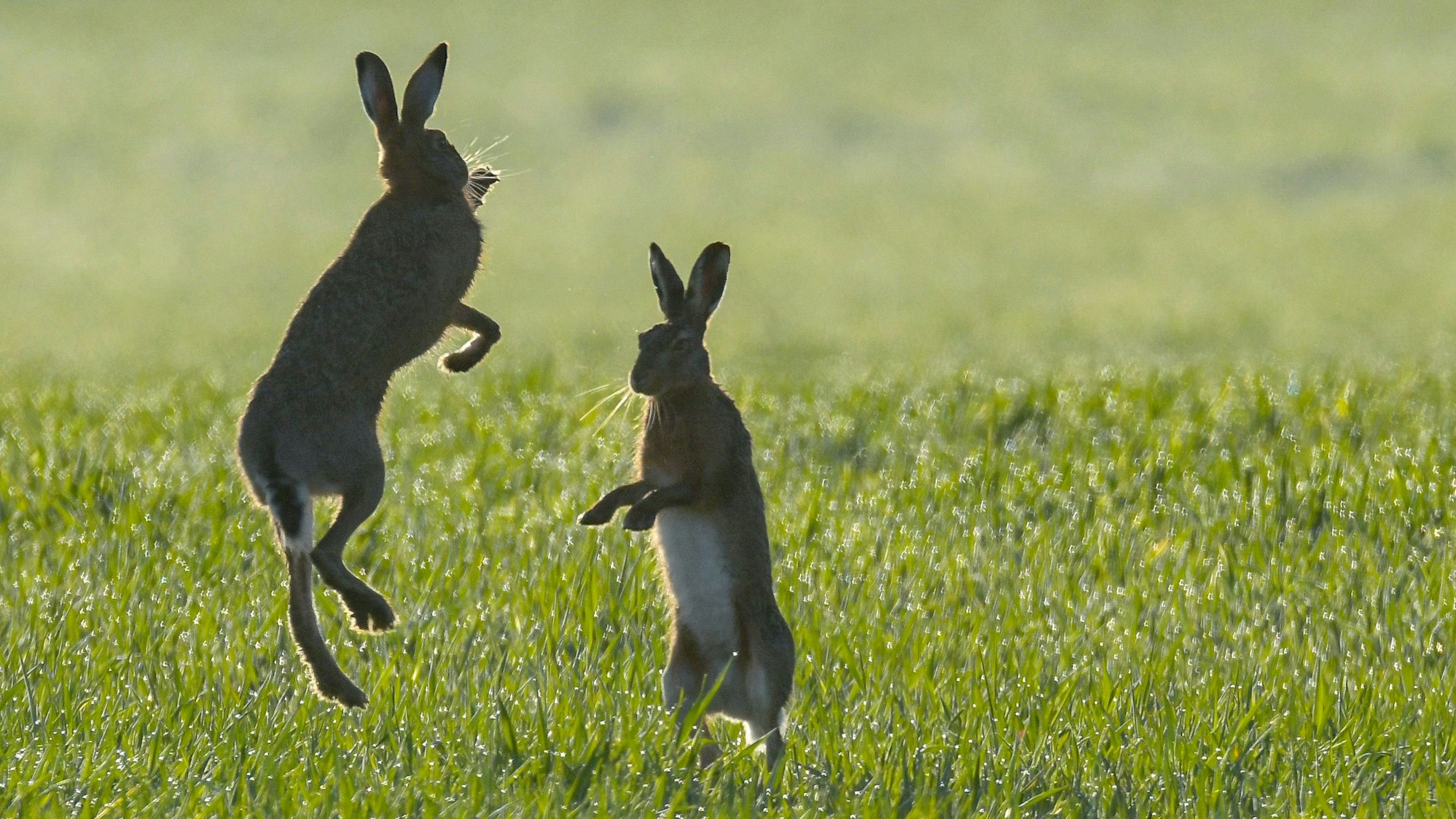 Zwei Feldhasen kämpfen miteinander.