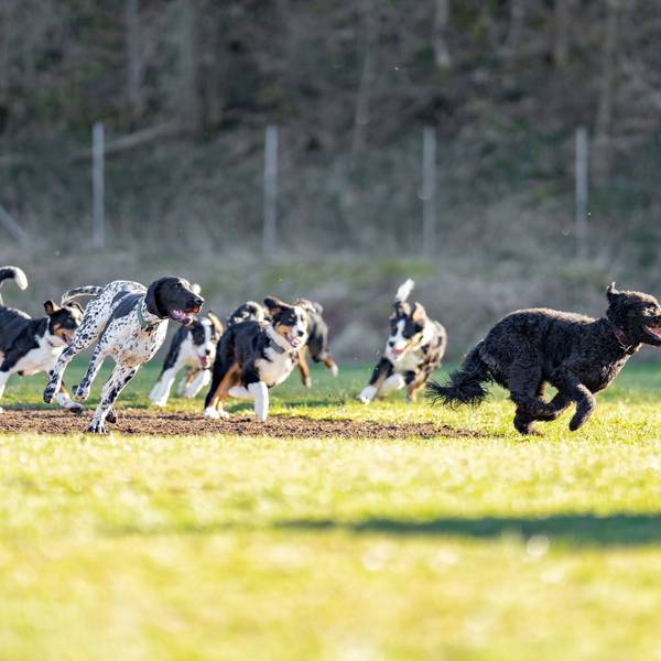 Mehrere Hunde toben auf einer eingezäunten Wiese.