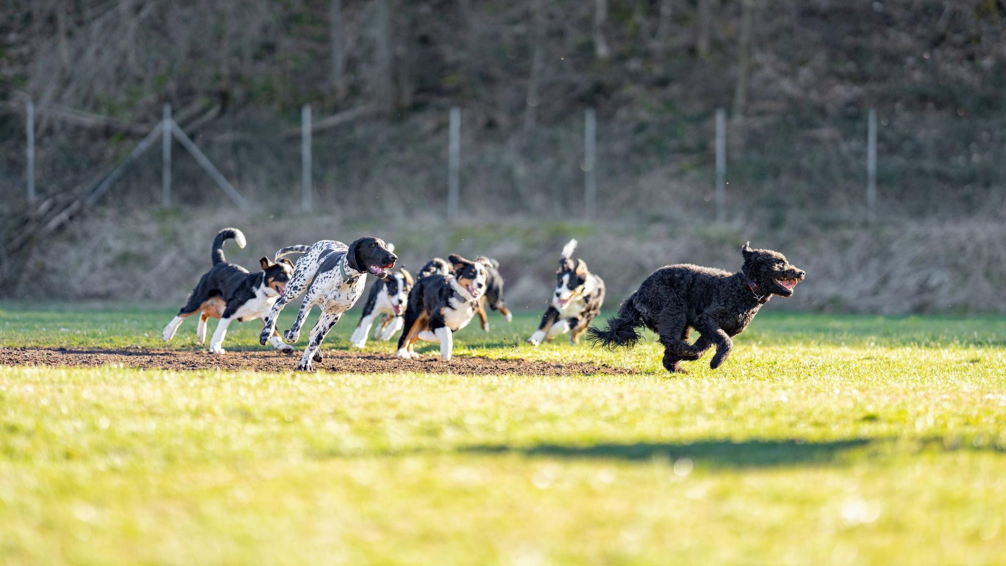 Mehrere Hunde toben auf einer eingezäunten Wiese.