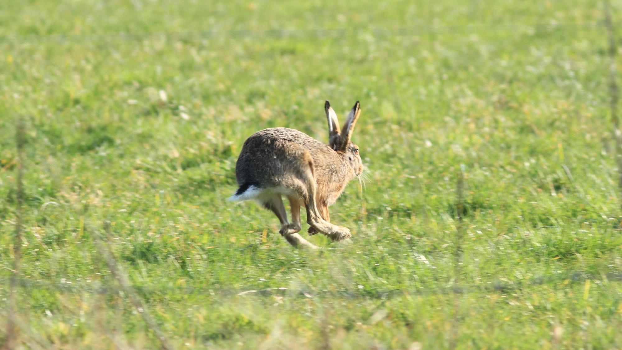 Ein Feldhase hoppelt über eine Wiese.