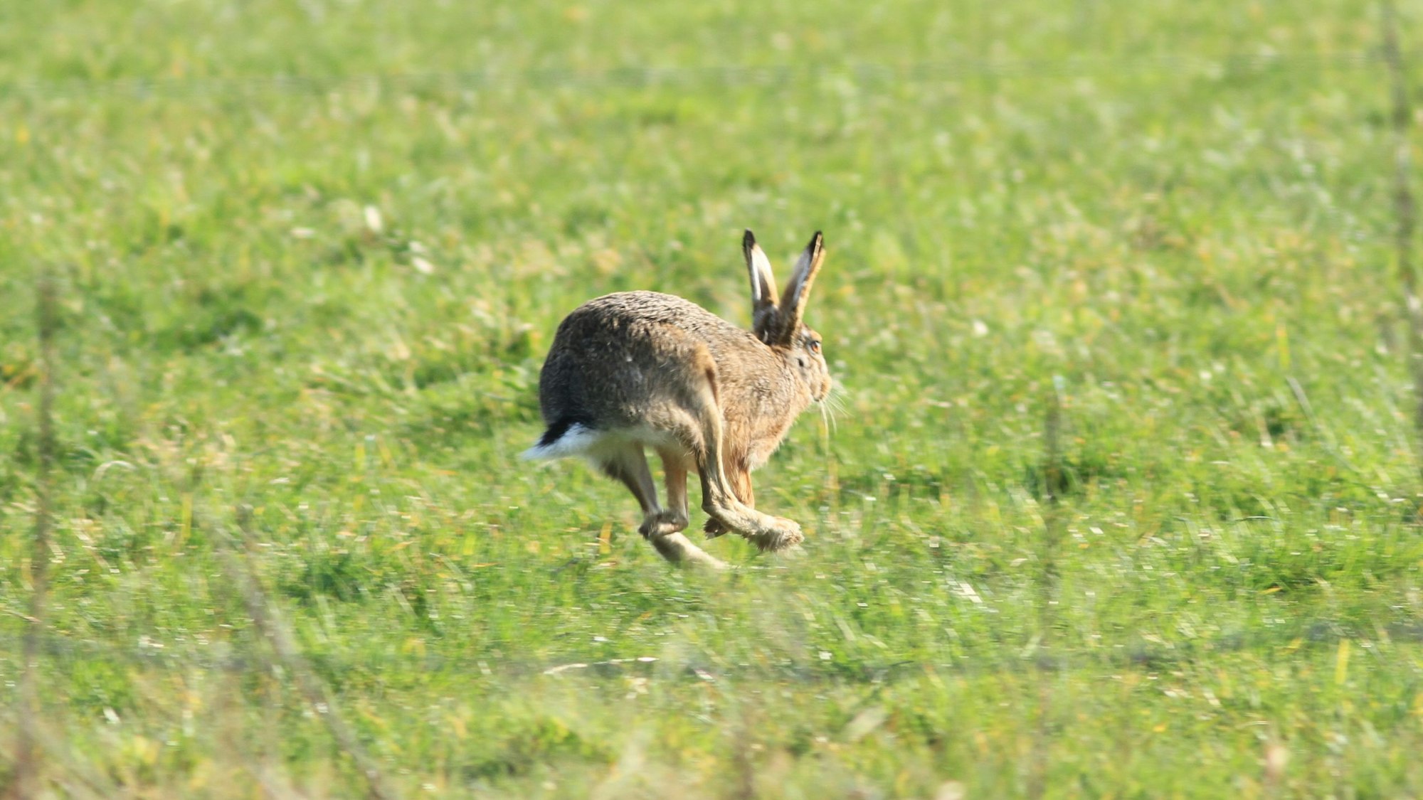Ein Feldhase hoppelt über eine Wiese.