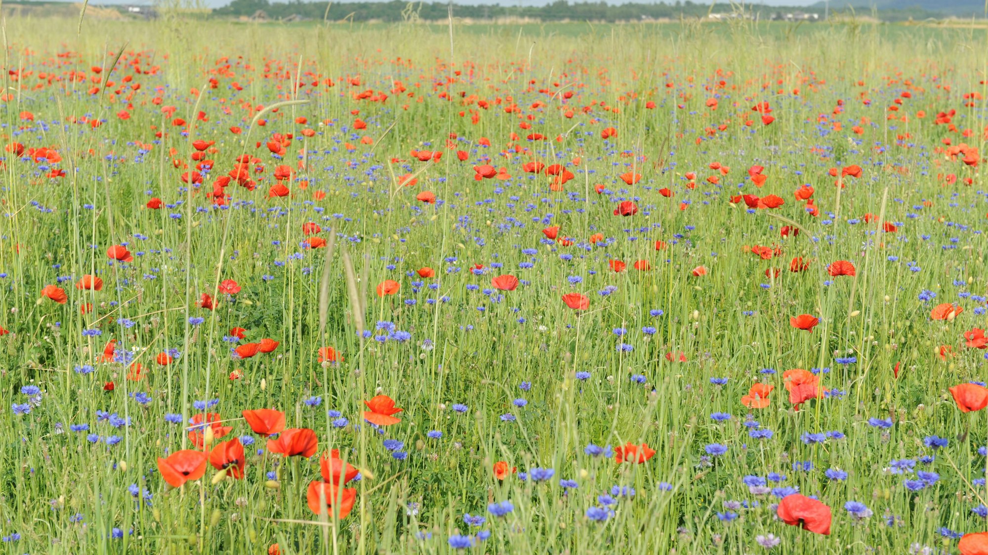 Zu sehen ist ein Blühstreifen mit Kornblumen und Klatschmohn.