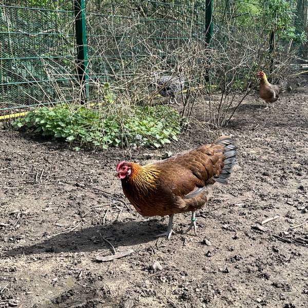 Drei verbleibende Hühner im Finkens Garten passen nicht in das pädagogische Konzept, weil es Nutztiere sind.