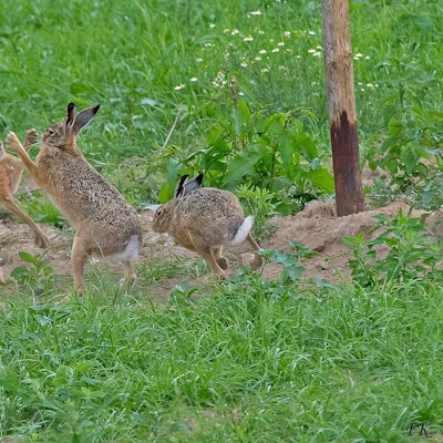 Zu sehen ist eine Gruppe Feldhasen auf einer Wiese.