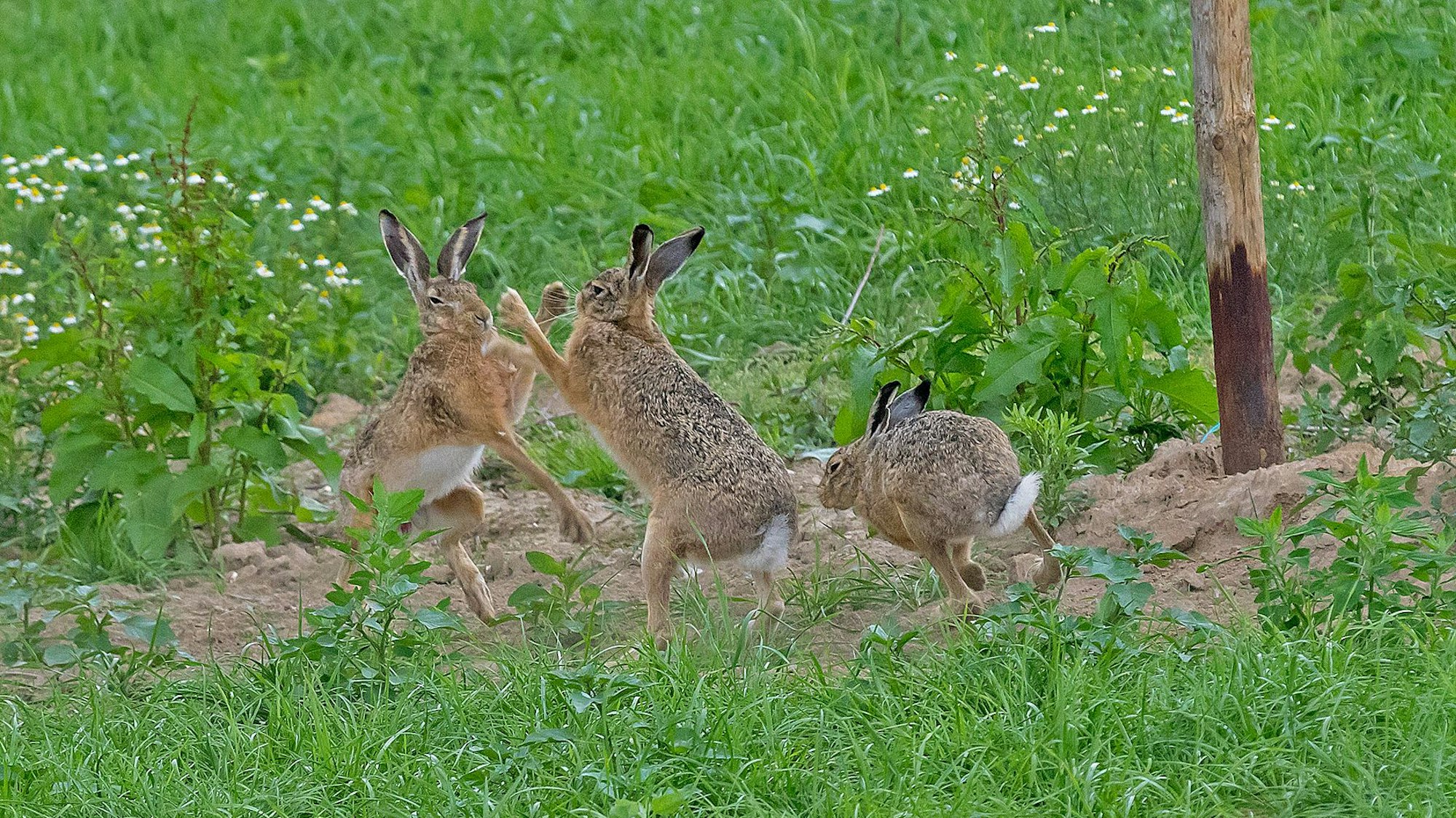 Zu sehen ist eine Gruppe Feldhasen auf einer Wiese.