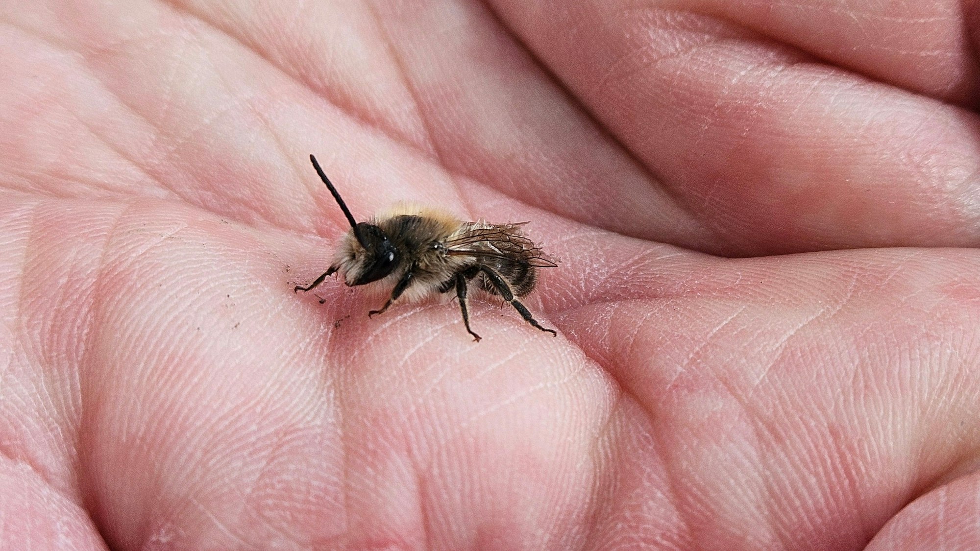 Eine Wildbiene sitzt auf einer Hand.