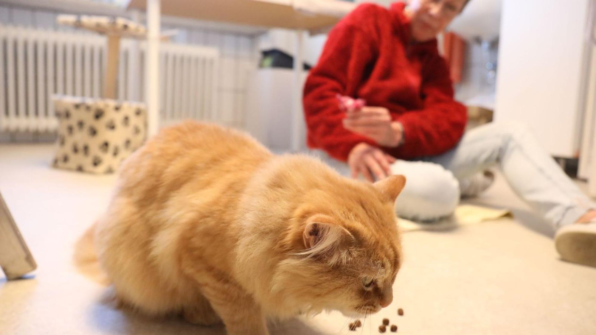 Eine Katze mit rötlichem Fell frisst Katzenfutter, im Hintergrund ein Kratzbaum und Helferin des Tierschutzvereins.