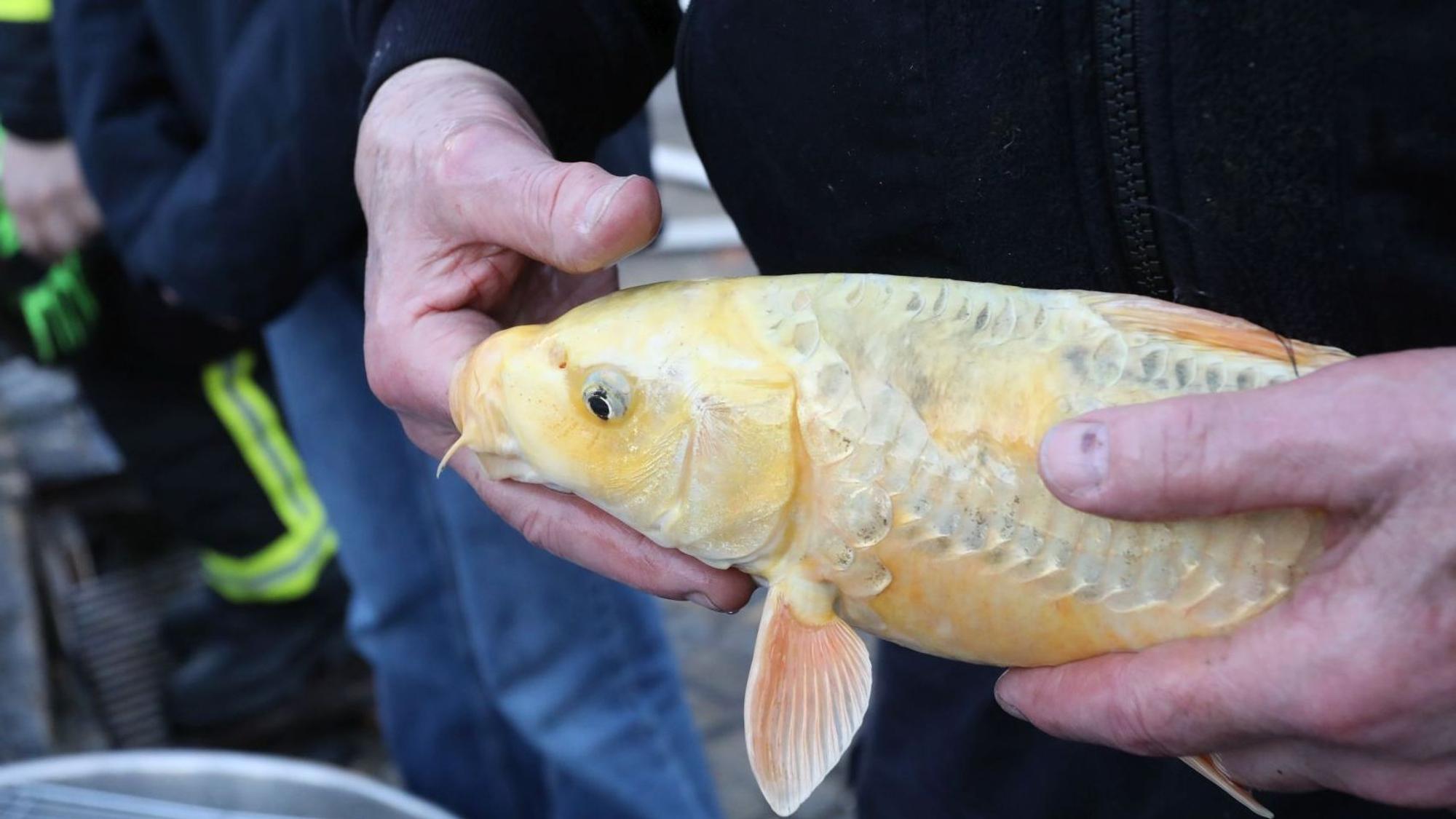 Ein Mann hält einen Fisch in den Händen.