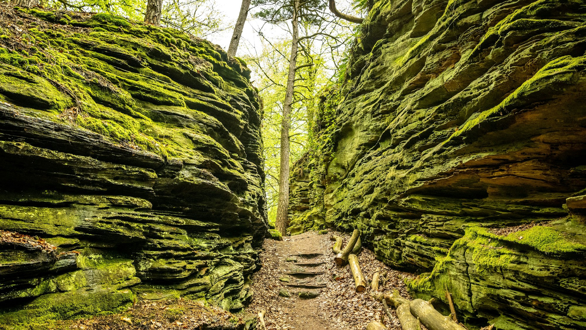 Sieben Kilometer lang ist der Rundweg durch die Grüne Hölle Bollendorf