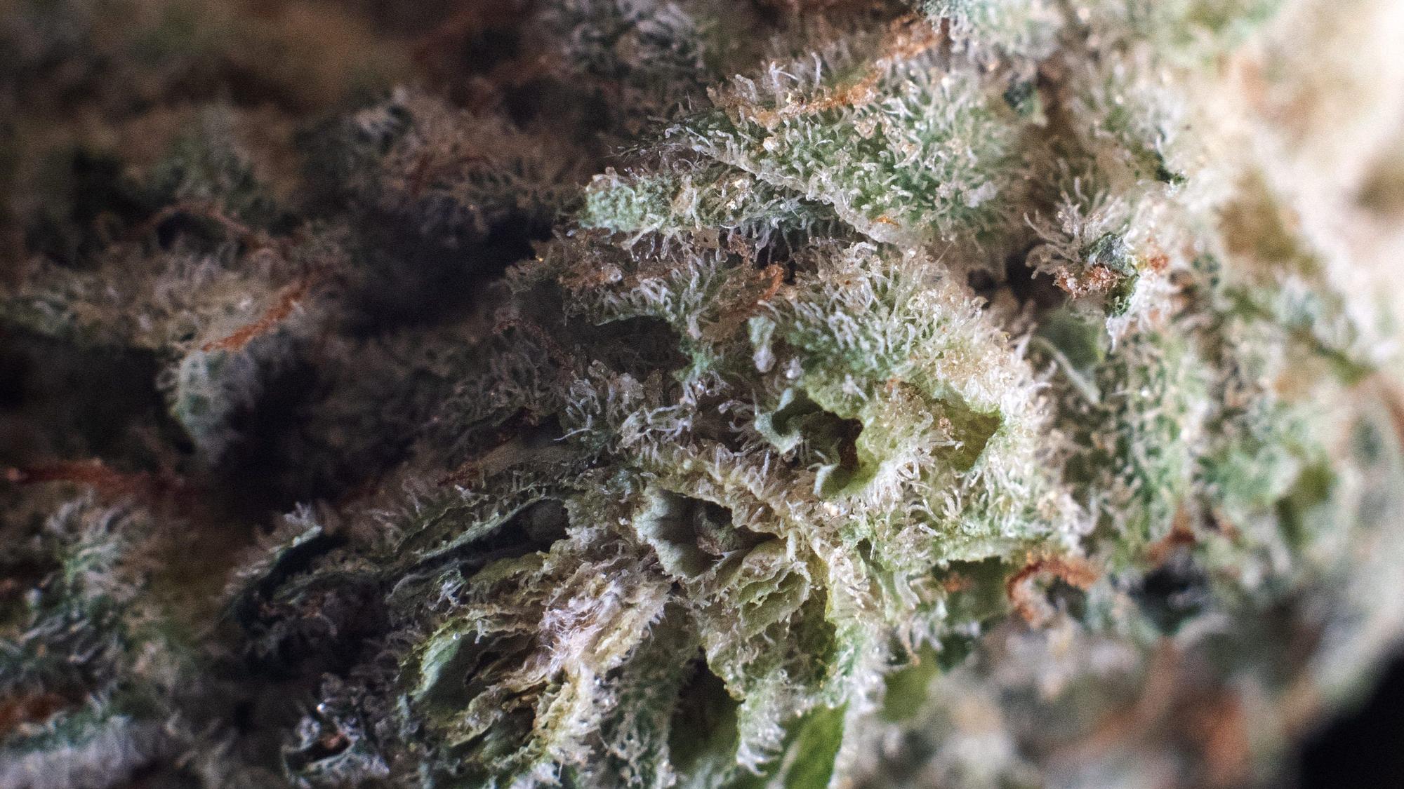 Cannabis in Nahaufnahme