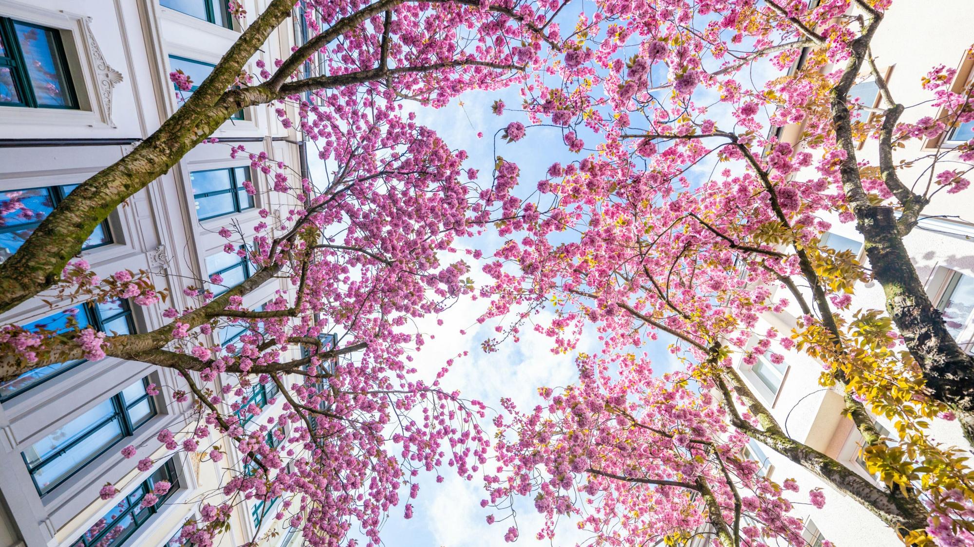 Kirschblüte in Bonn.