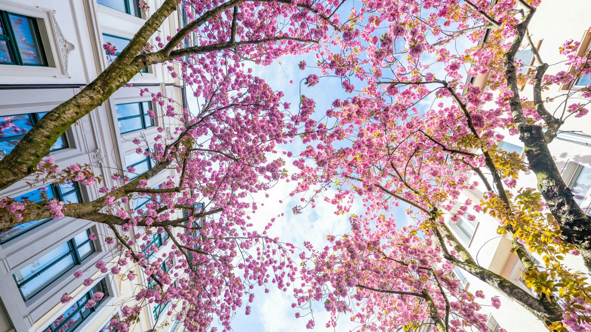 Kirschblüte in Bonn.