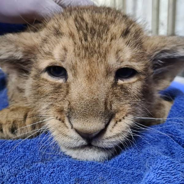 Stoisch ließen die Löwenjunge die Impfung über sich ergehen. Sie wird sie vor Katzenschnupfen und Katzenseuche schützen.