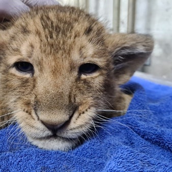 Stoisch ließen die Löwenjunge die Impfung über sich ergehen. Sie wird sie vor Katzenschnupfen und Katzenseuche schützen.