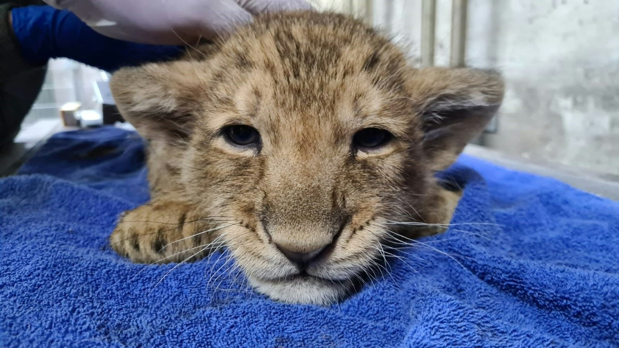 Stoisch ließen die Löwenjunge die Impfung über sich ergehen. Sie wird sie vor Katzenschnupfen und Katzenseuche schützen.