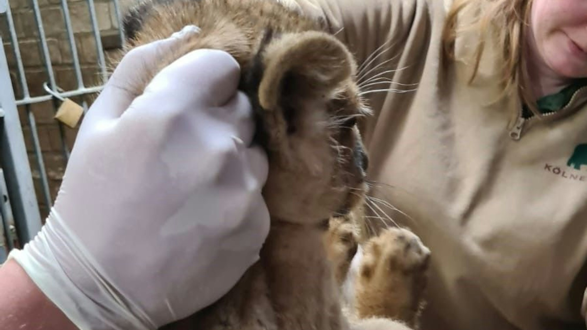 Am losen Nackenfell hielten die Pflegerinne die Jungen hoch - so macht es auch Löwenmama Gina.