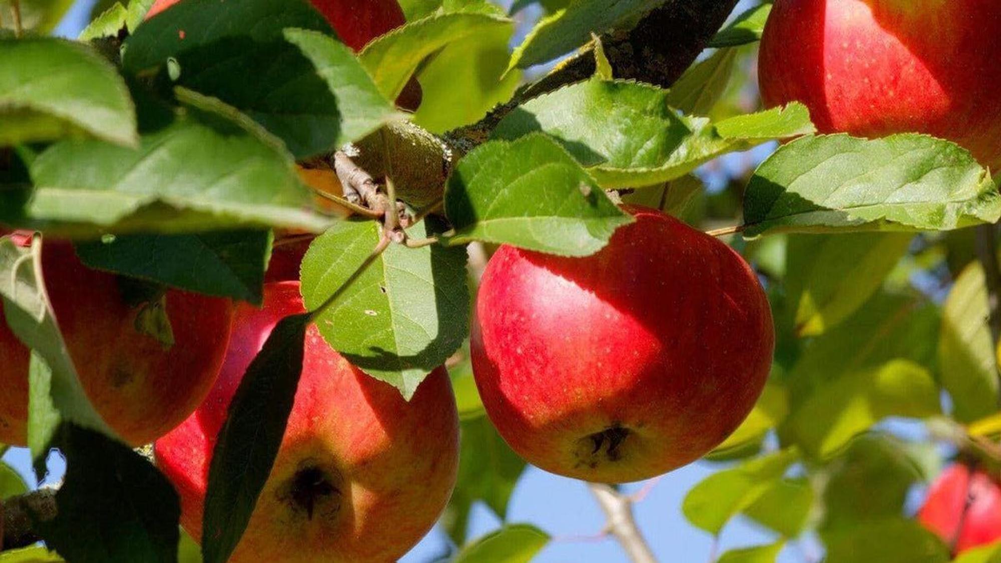 Zu sehen ist ein Baum mit roten Äpfeln.