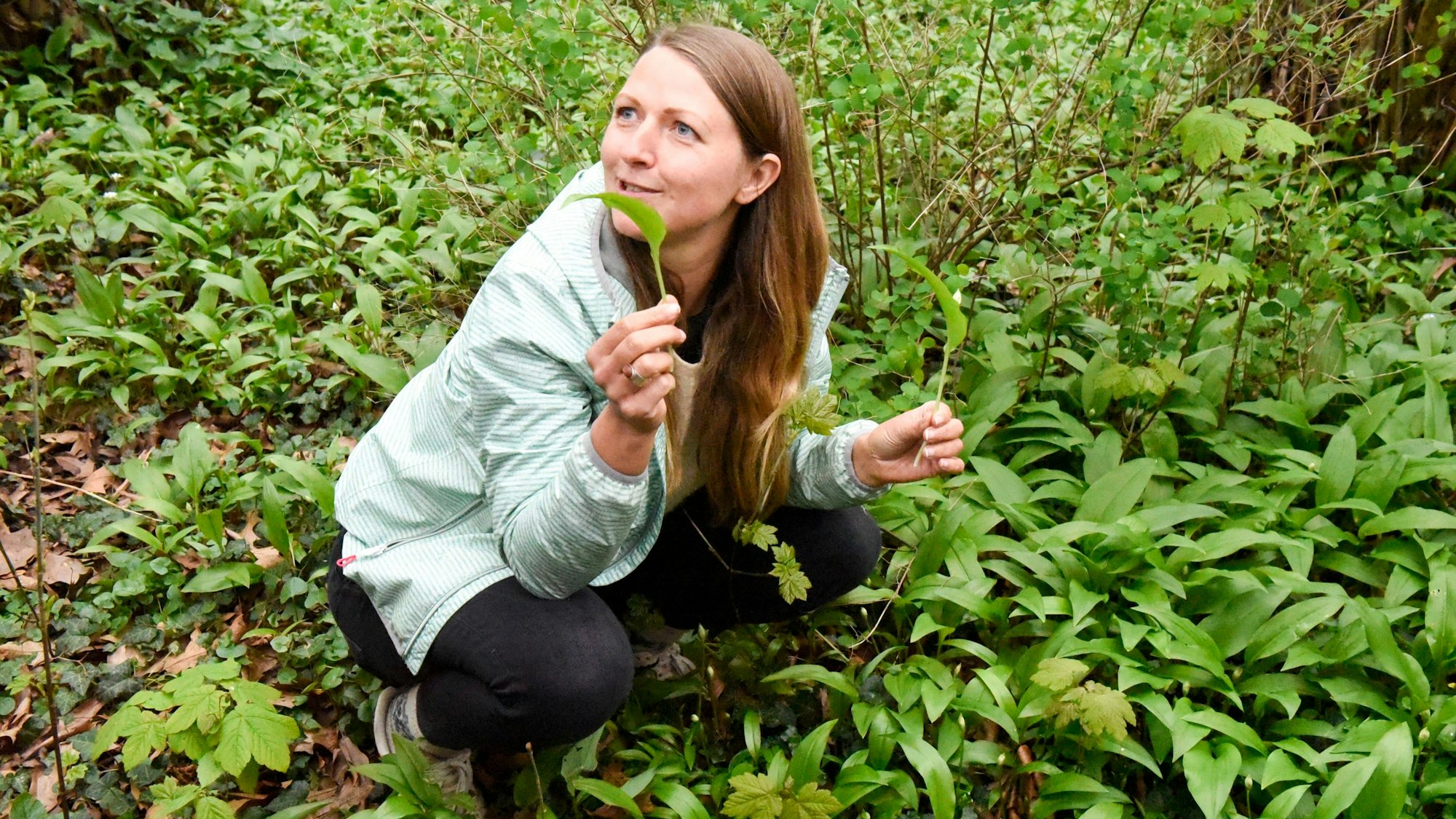 Eine Frau pflückt Bärlauch.