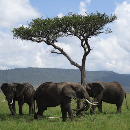 Drei Elefanten stehen vor einem Baum.