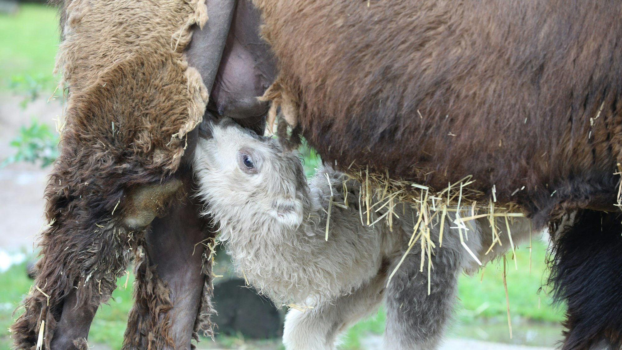 Köln: Das neu geborene Trampeltier „Omar“ trinkt Milch von seiner Mutter.