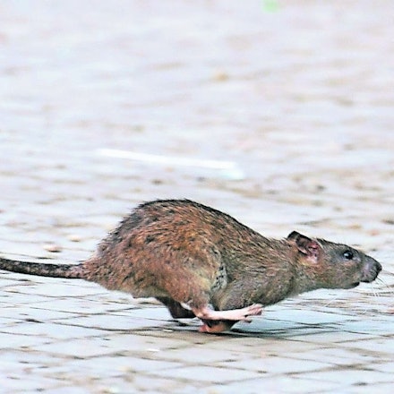 „Die Ratte randaliert nachts“, berichtet die Mieterin in Bonn.