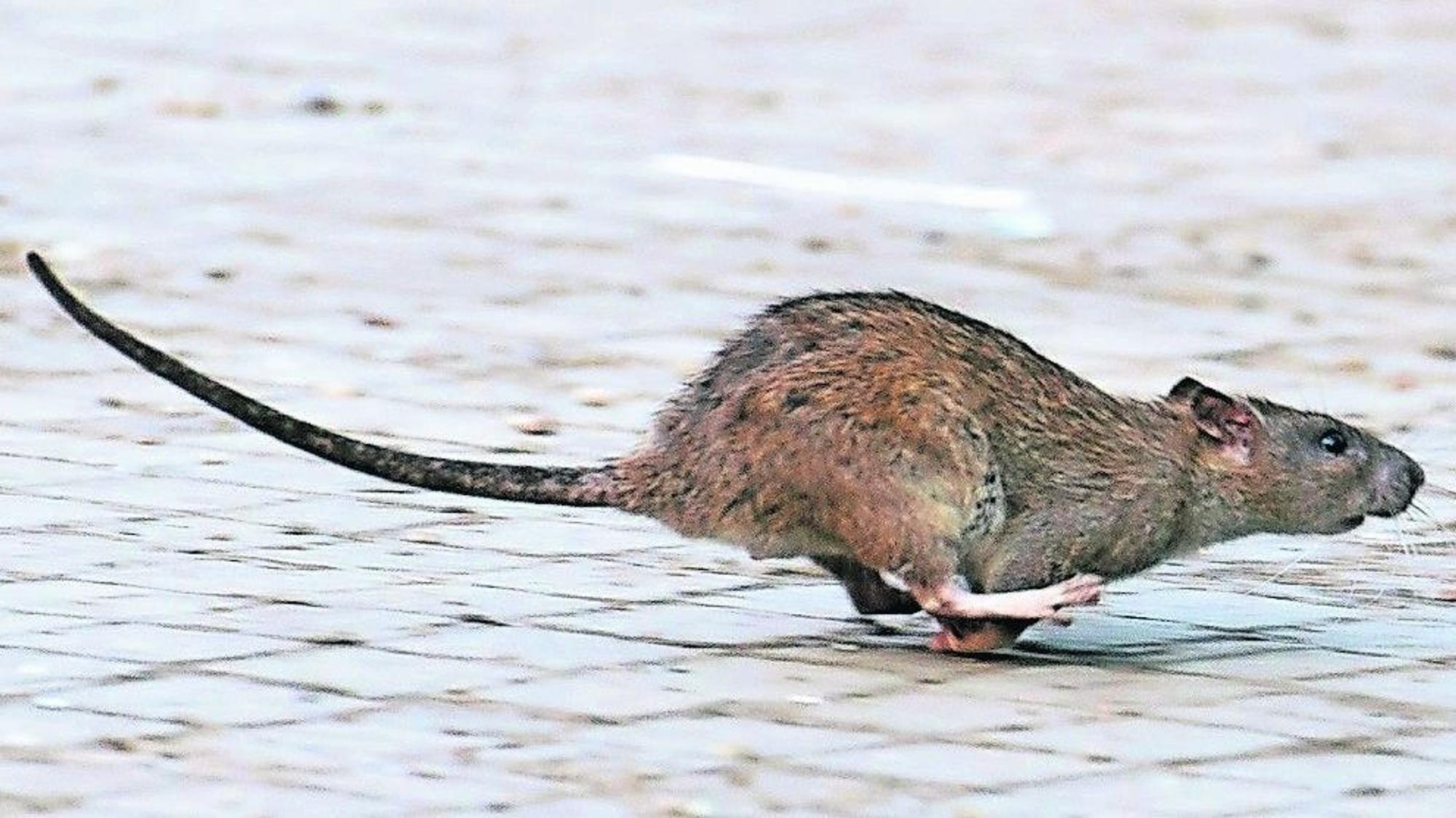 „Die Ratte randaliert nachts“, berichtet die Mieterin in Bonn.