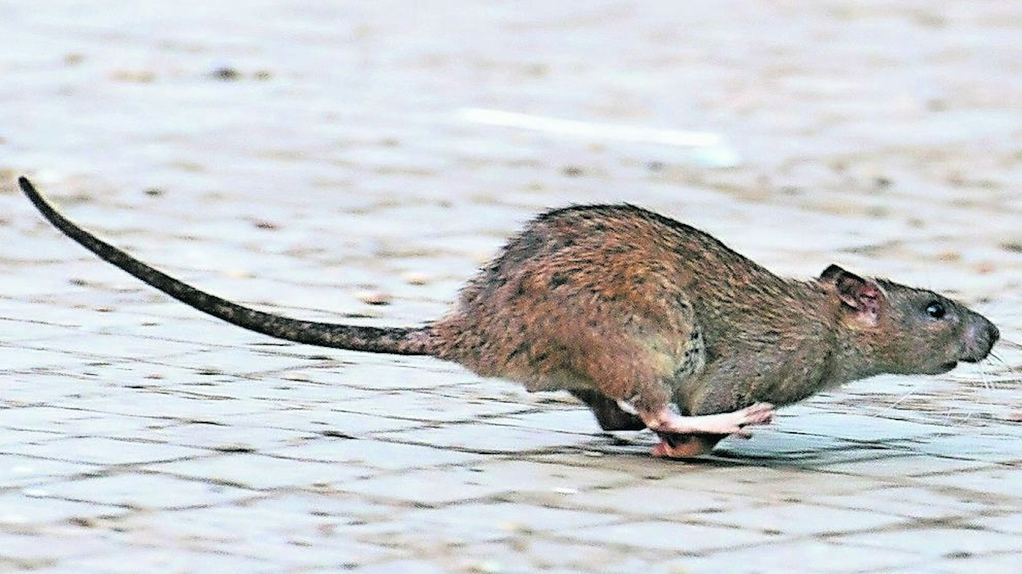 „Die Ratte randaliert nachts“, berichtet die Mieterin in Bonn.
