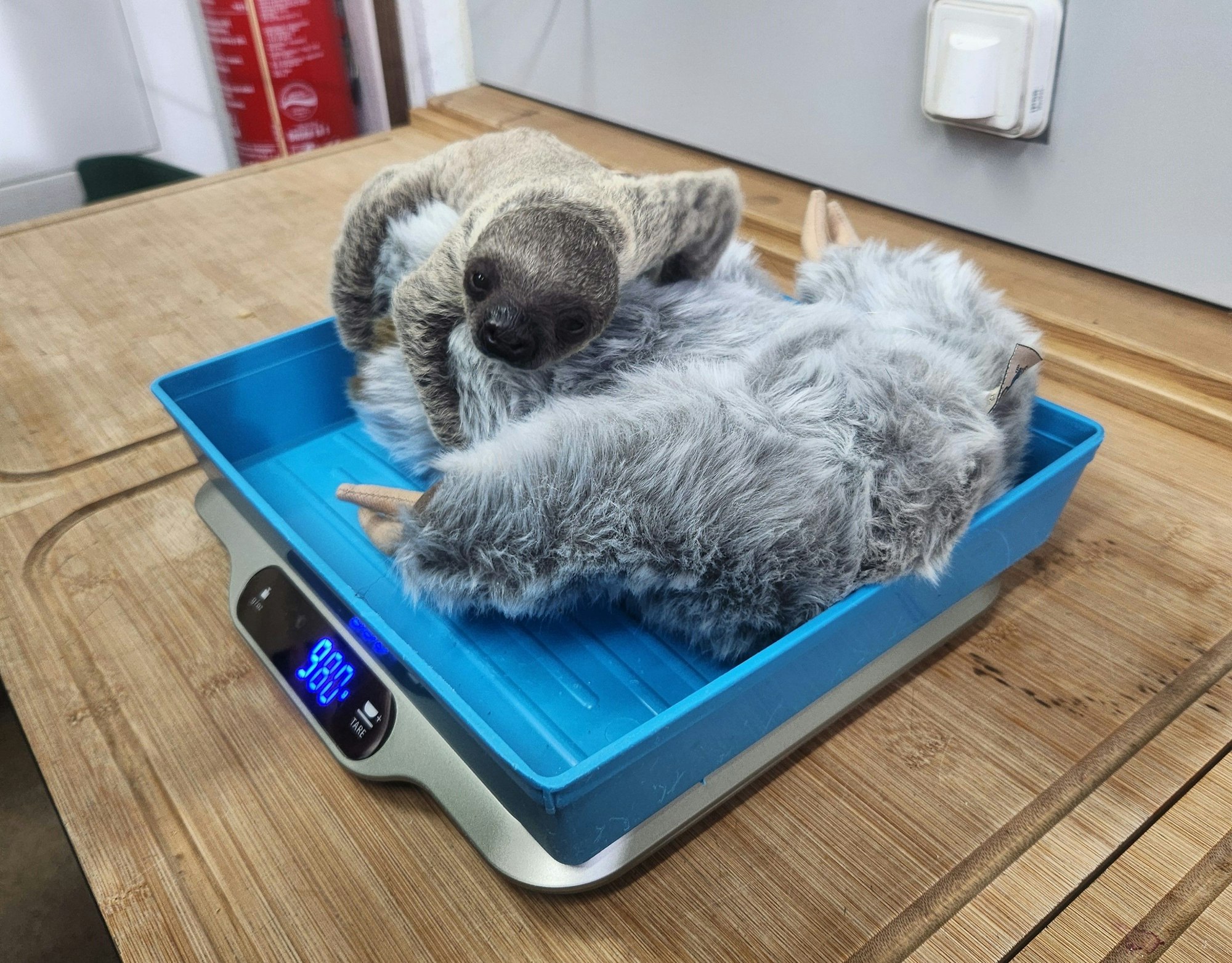 Täglich wird das noch namenlose Jungtier gewogen.