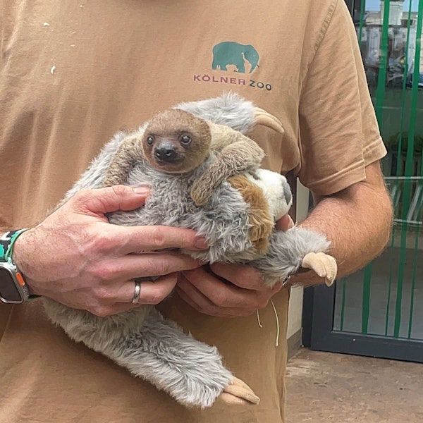 Ein Zoomitarbeiter trägt das Faultier mithilfe eines Stofftiers.