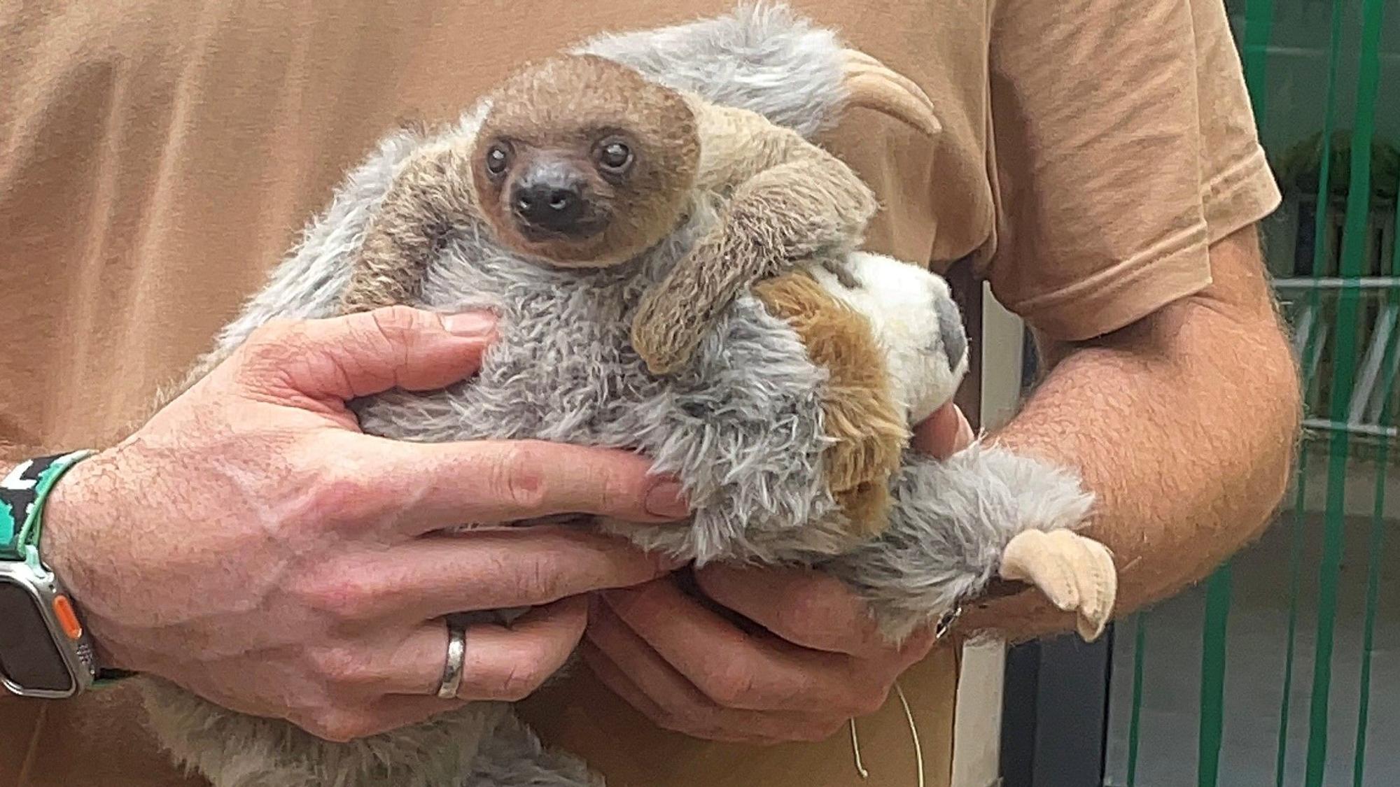 Das kleine Faultier klammert sich an sein flauschiges Pendant.