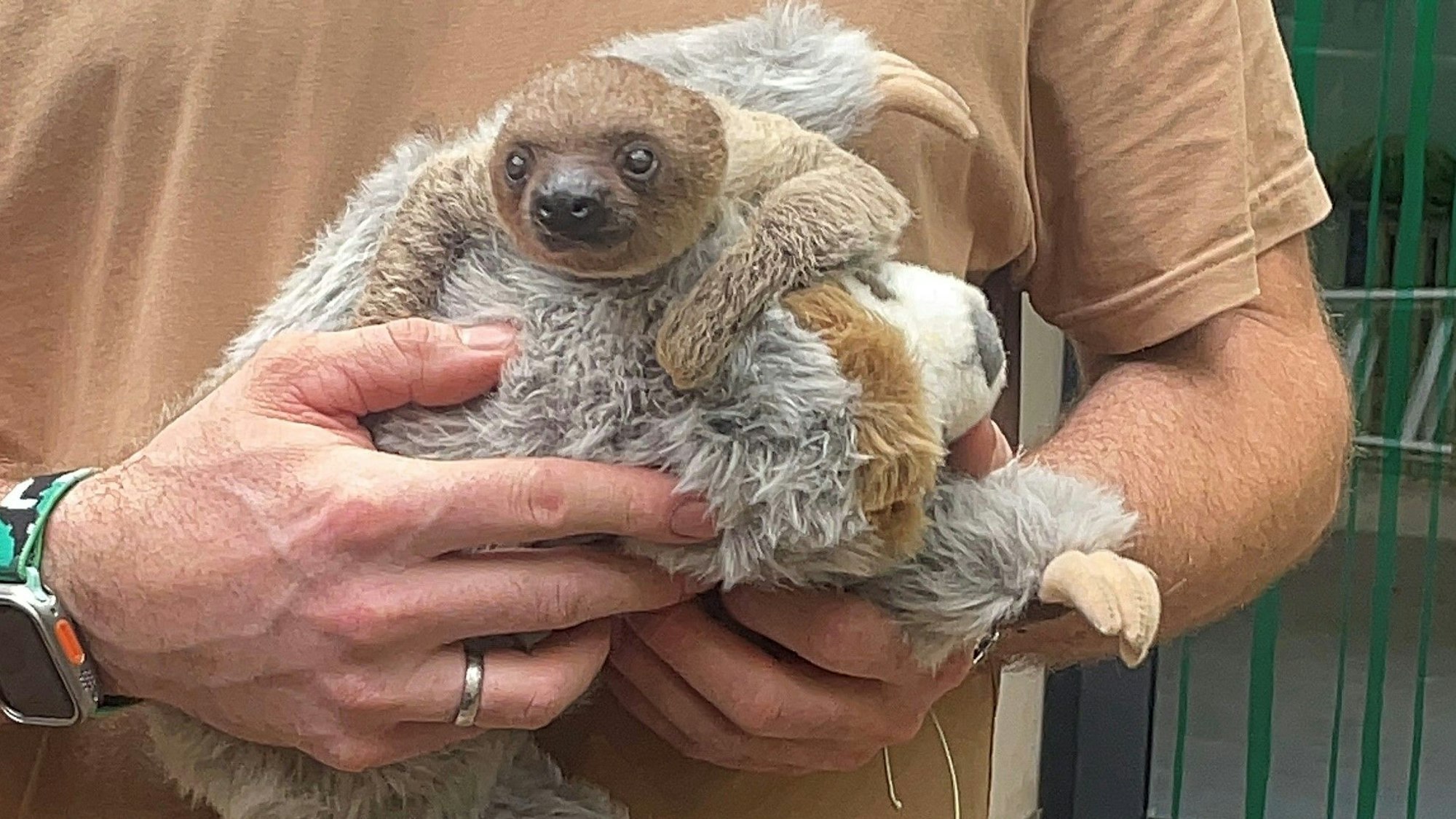 Das kleine Faultier klammert sich an sein flauschiges Pendant.