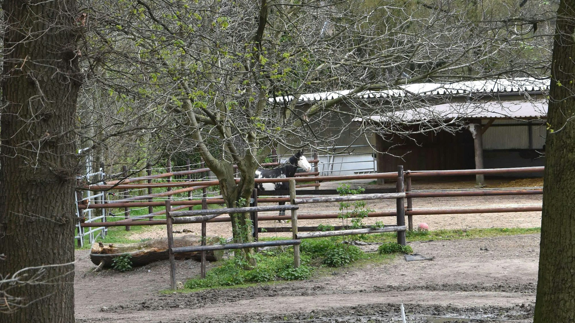 Auf einer Koppel steht ein Pferd.